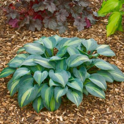 Hosta 'Grand Marquee'